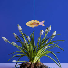 Laden Sie das Bild in den Galerie-Viewer, Lucky Charm Fish